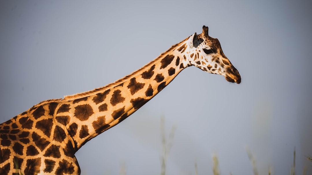 a giraffe with its head down, A giraffe looks right on a hazy day.