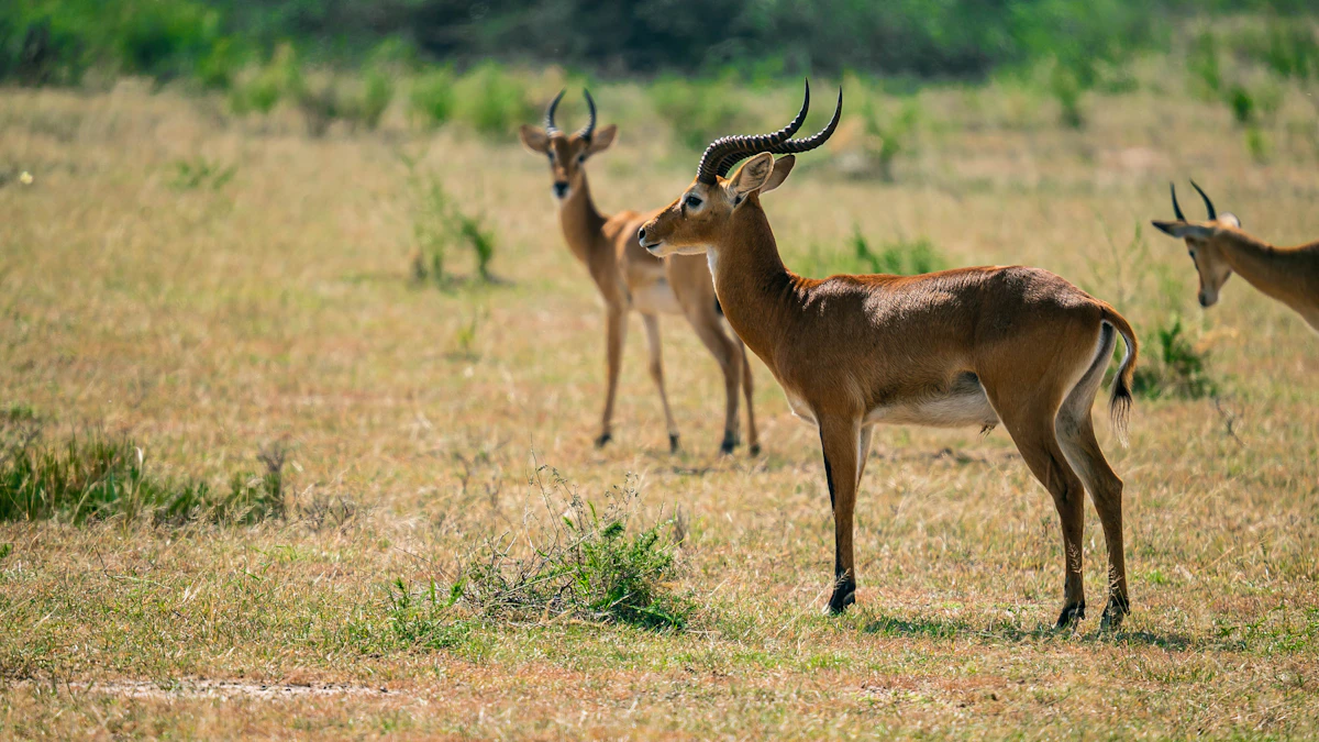 Male Uganda kob with lyre-shaped horns standing in short grassland