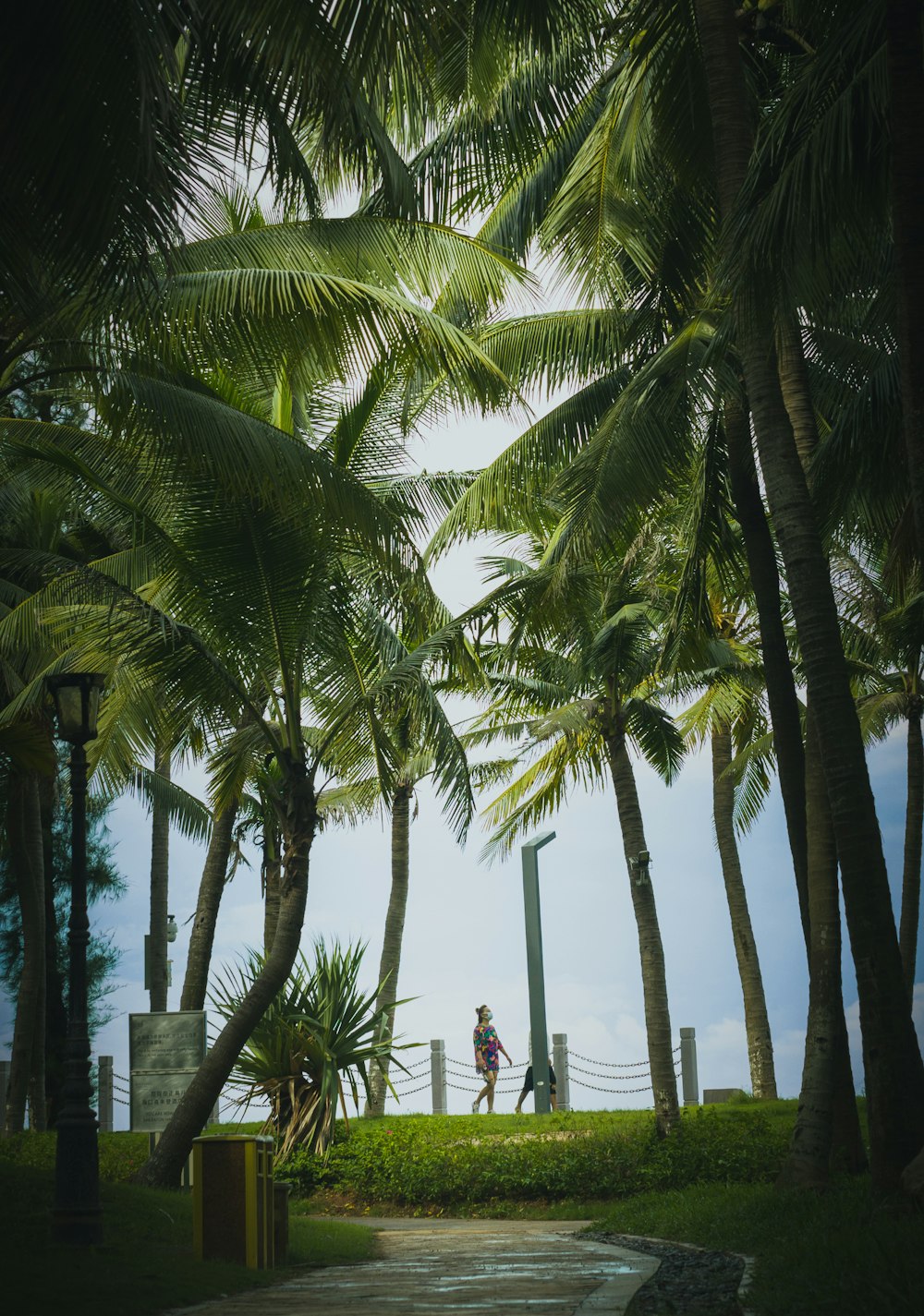 a person standing between palm trees