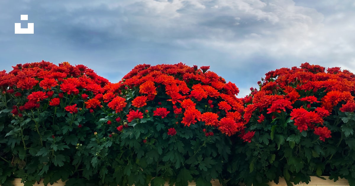 Un buisson aux fleurs rouges photo – Image gratuite de Automne sur Unsplash