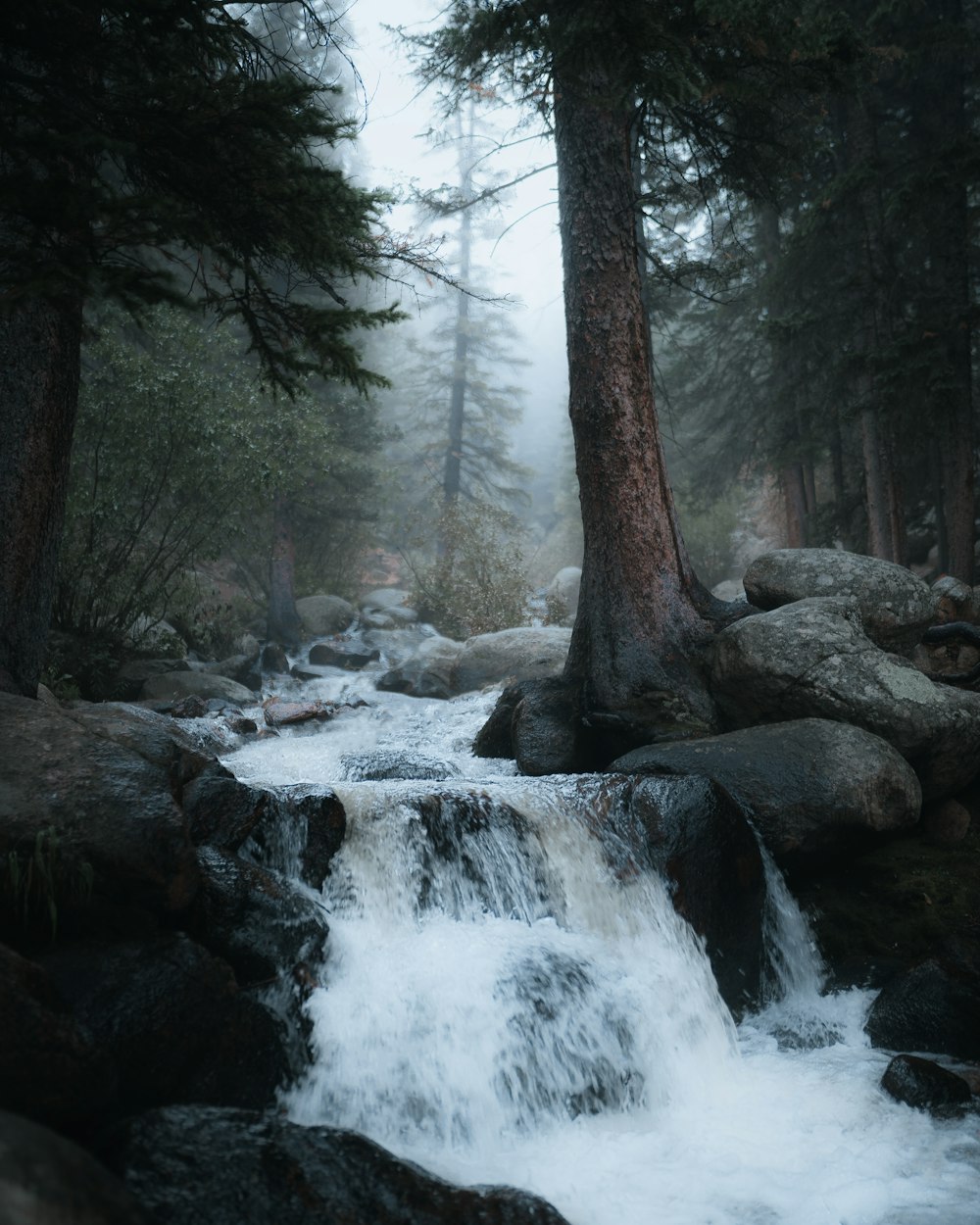 a river with rocks and trees