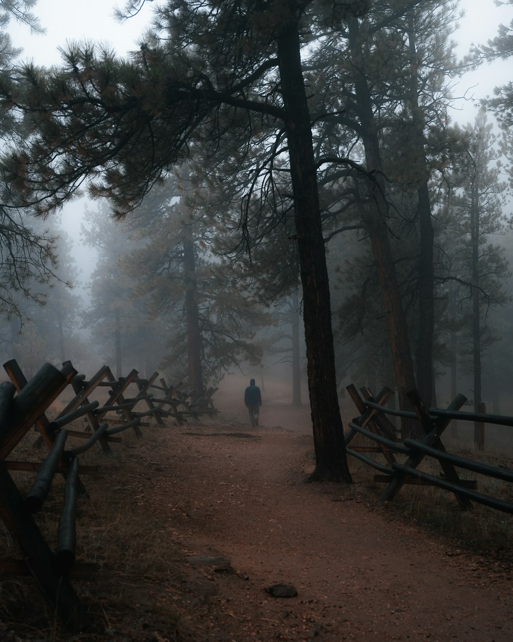 una persona caminando por un sendero en una zona boscosa