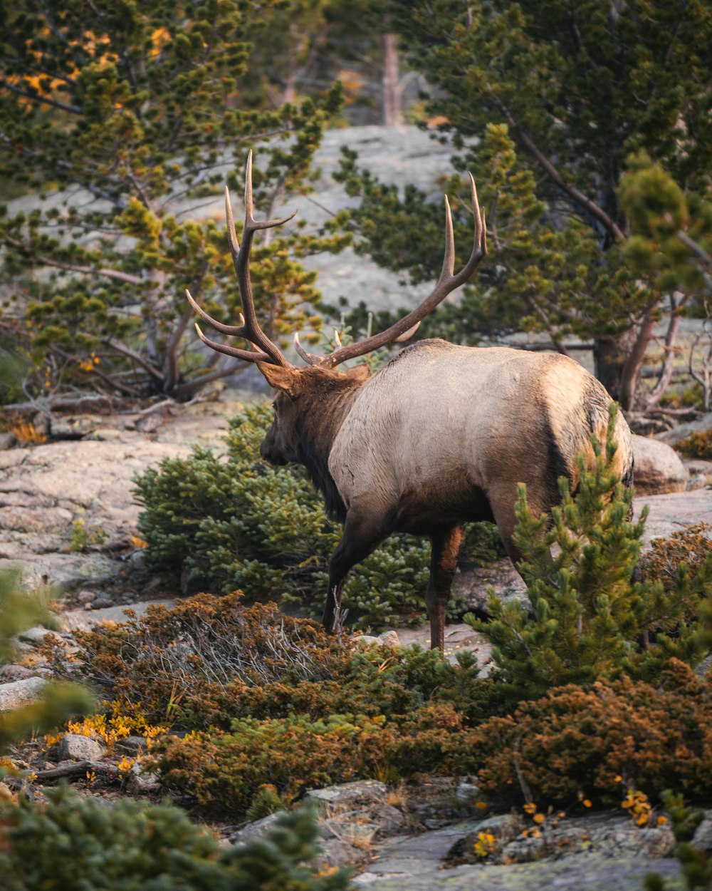 a moose with antlers in a forest