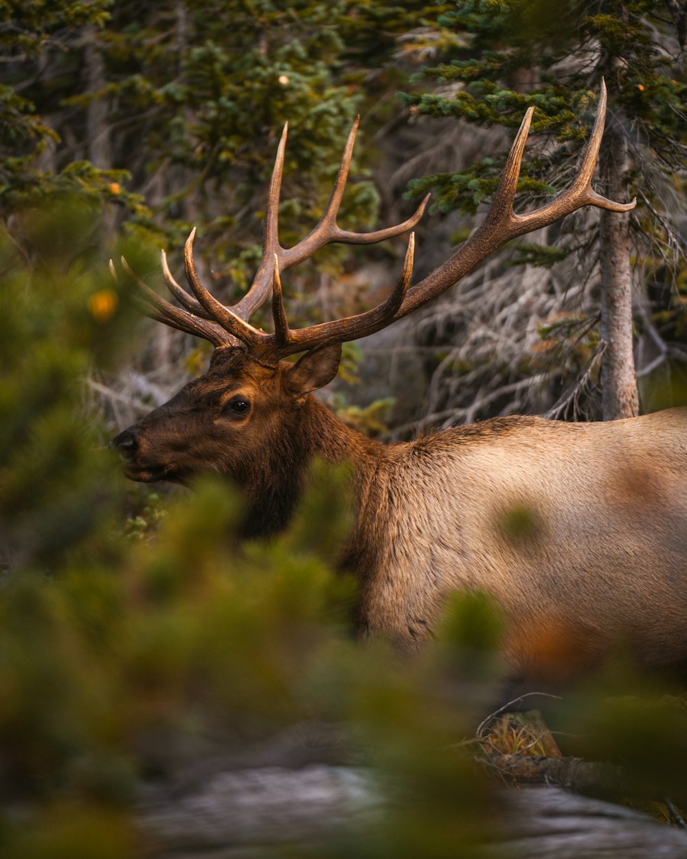 a deer with antlers in a forest