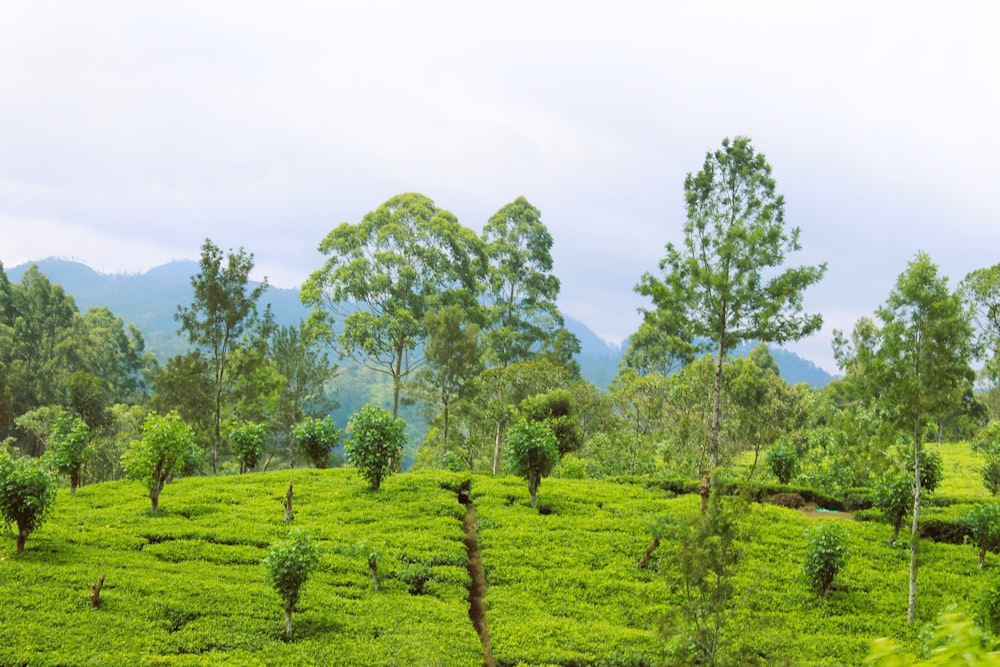 a green field with trees