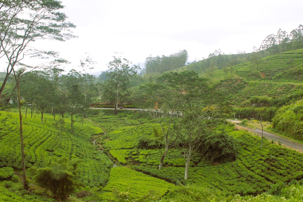 a road going through a grassy area