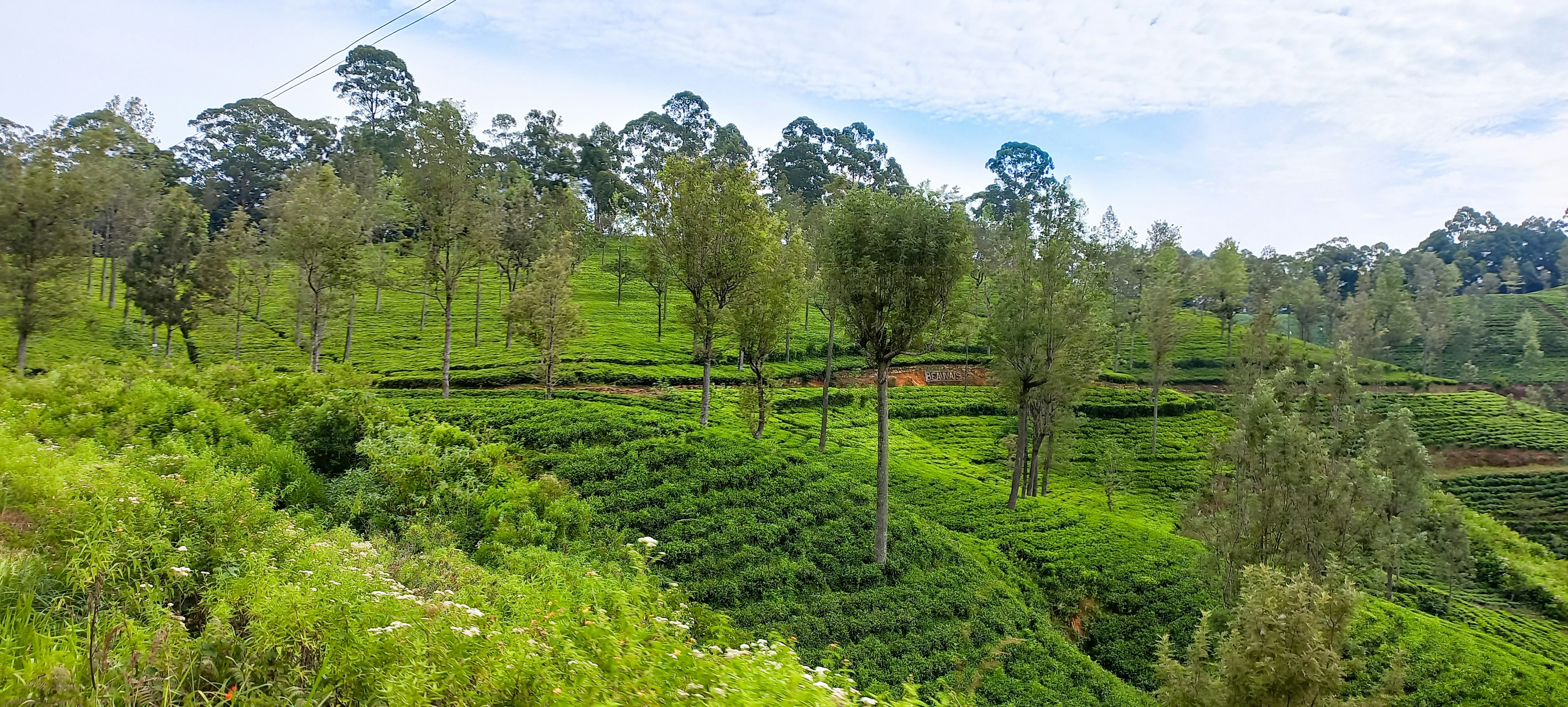 Charleston Tea Garden photo 2