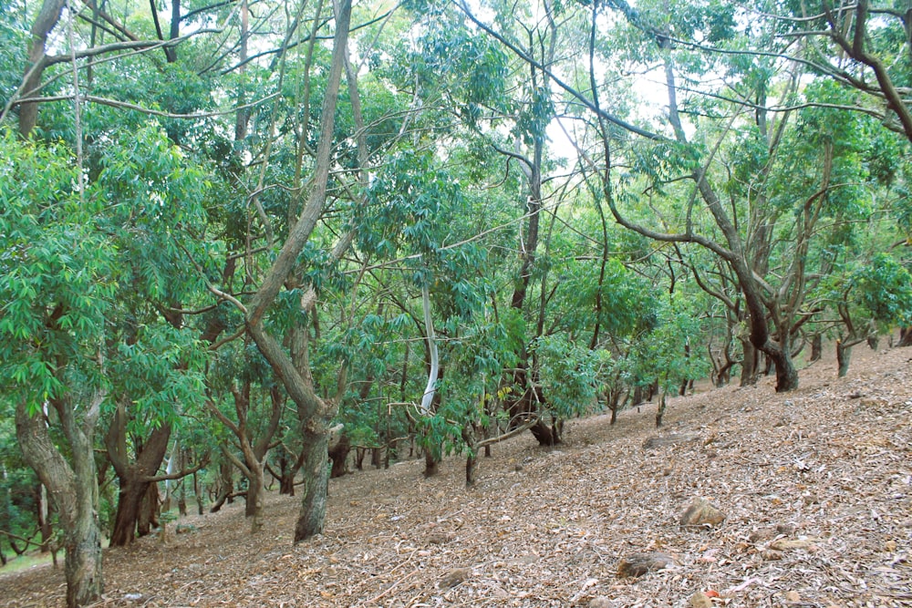 a group of trees