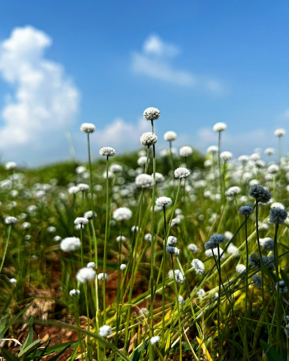 a field of grass with white flowers