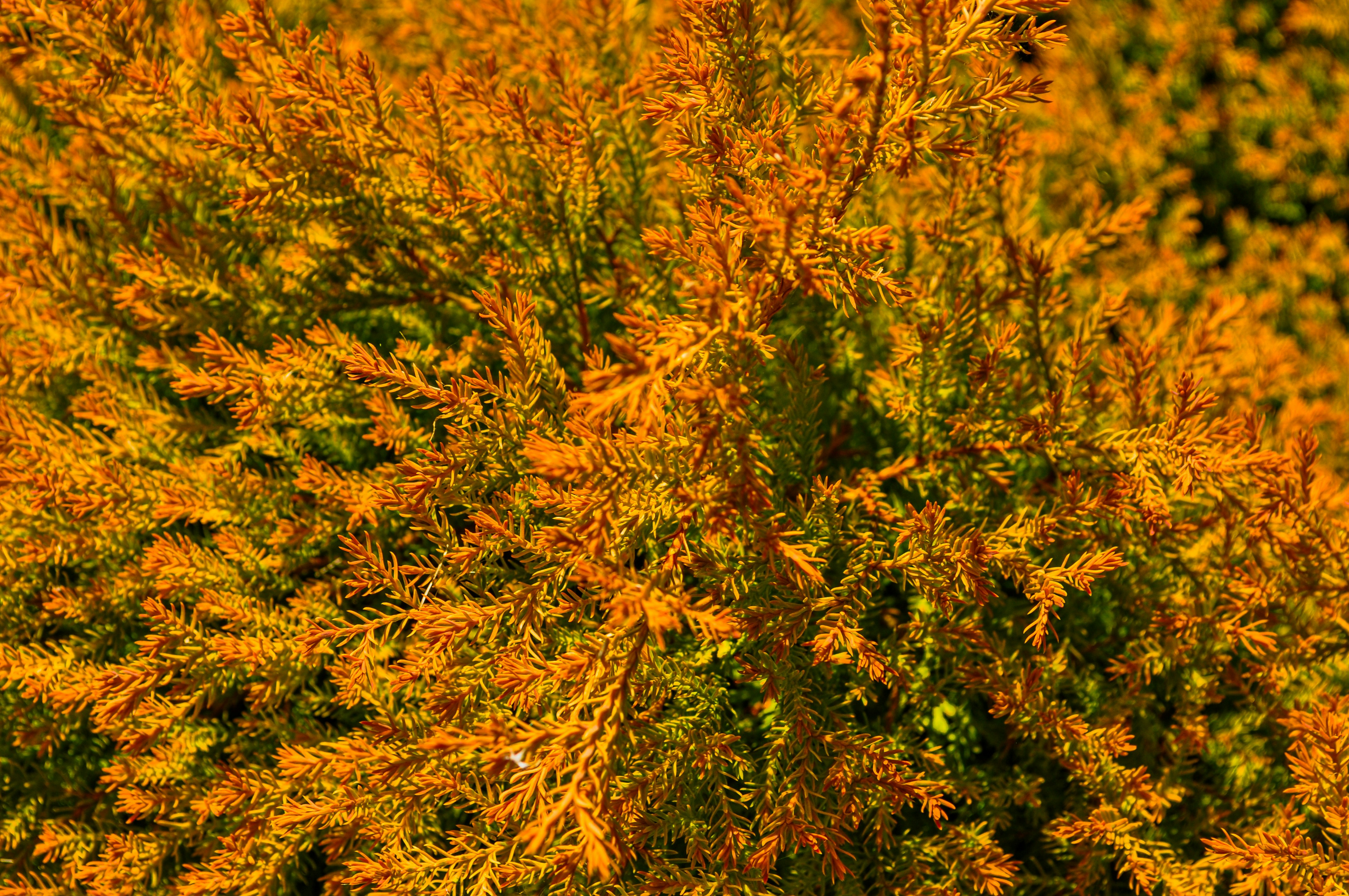 Photo by izabelahimes