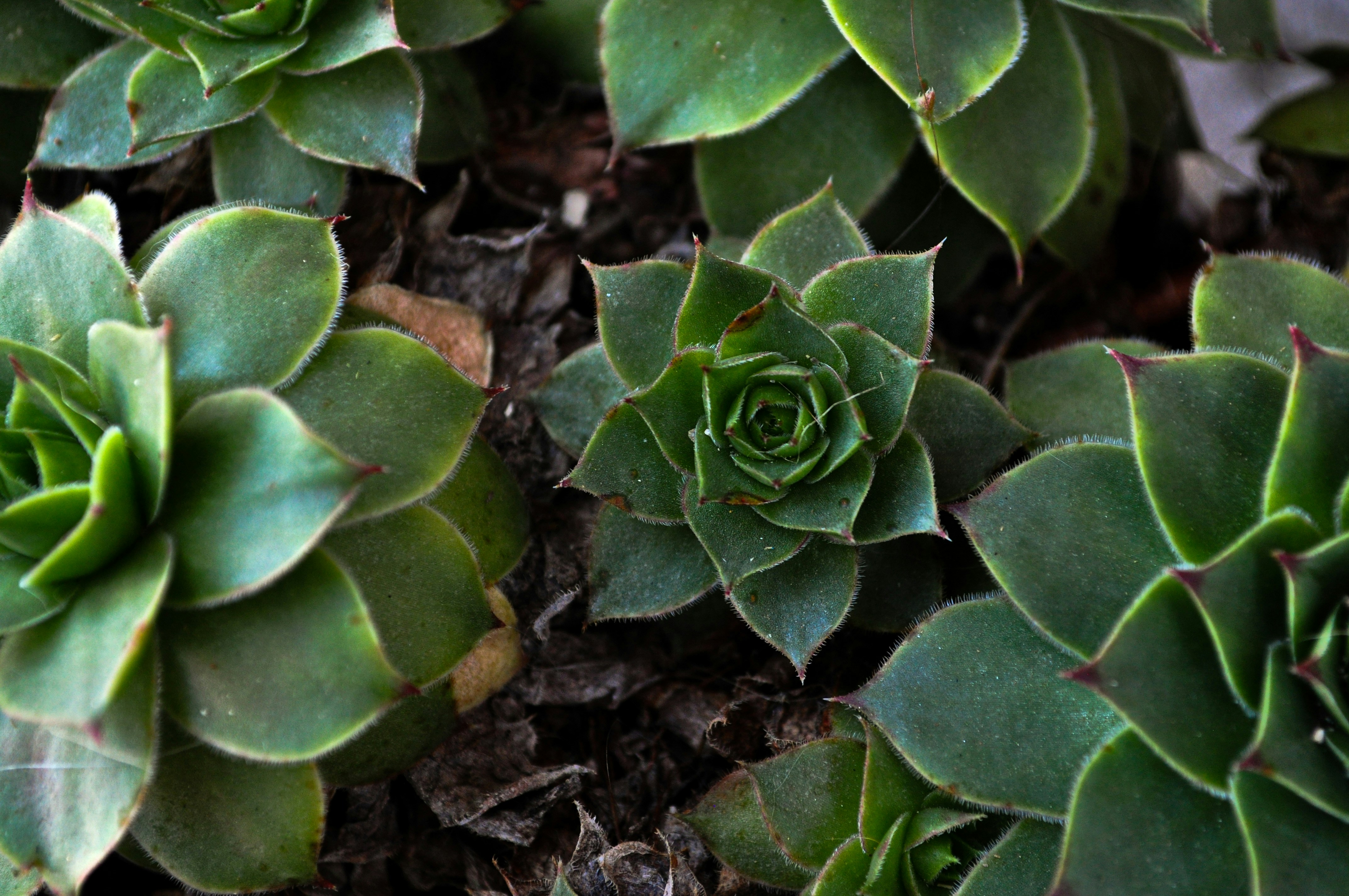 Photo by izabelahimes