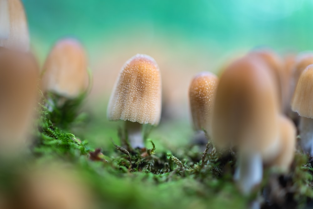 close-up of mushrooms growing in a forest