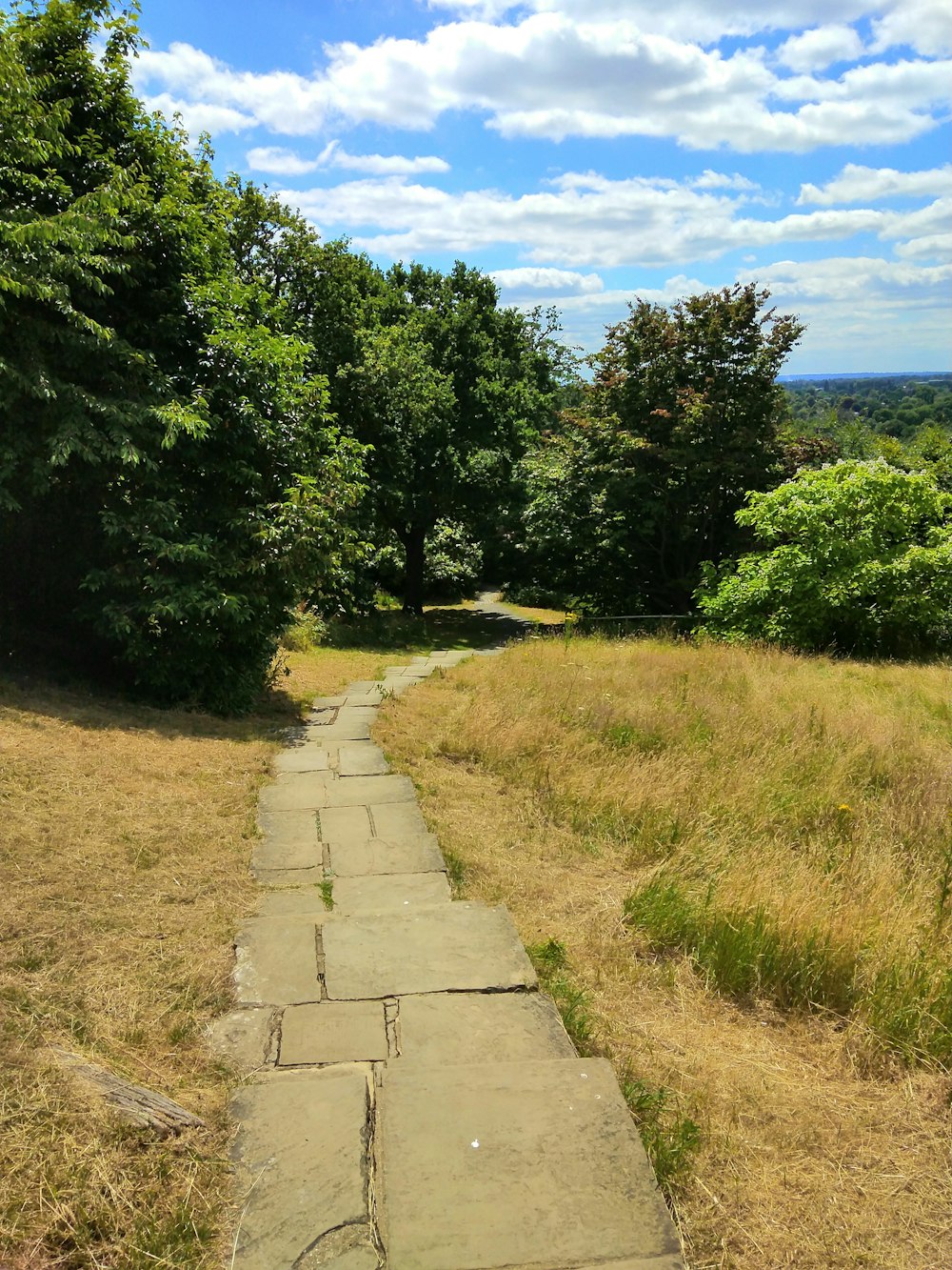 a path through a grassy area