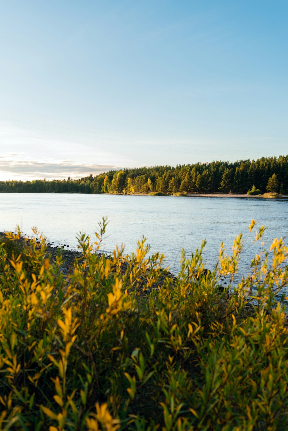 a lake surrounded by trees