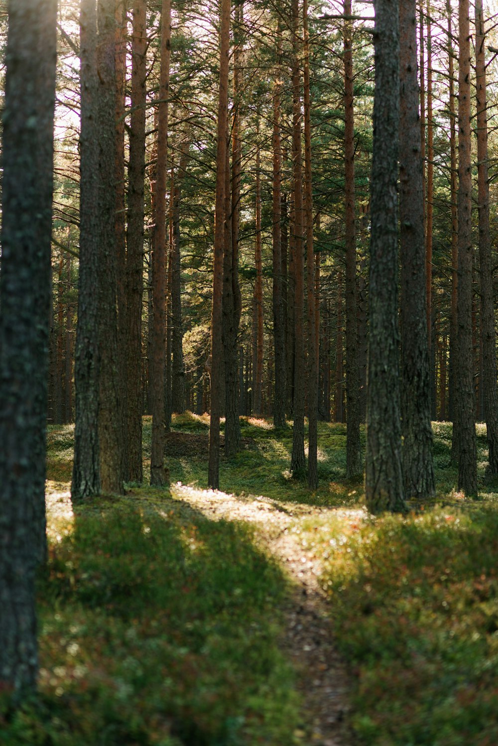 a path through a forest