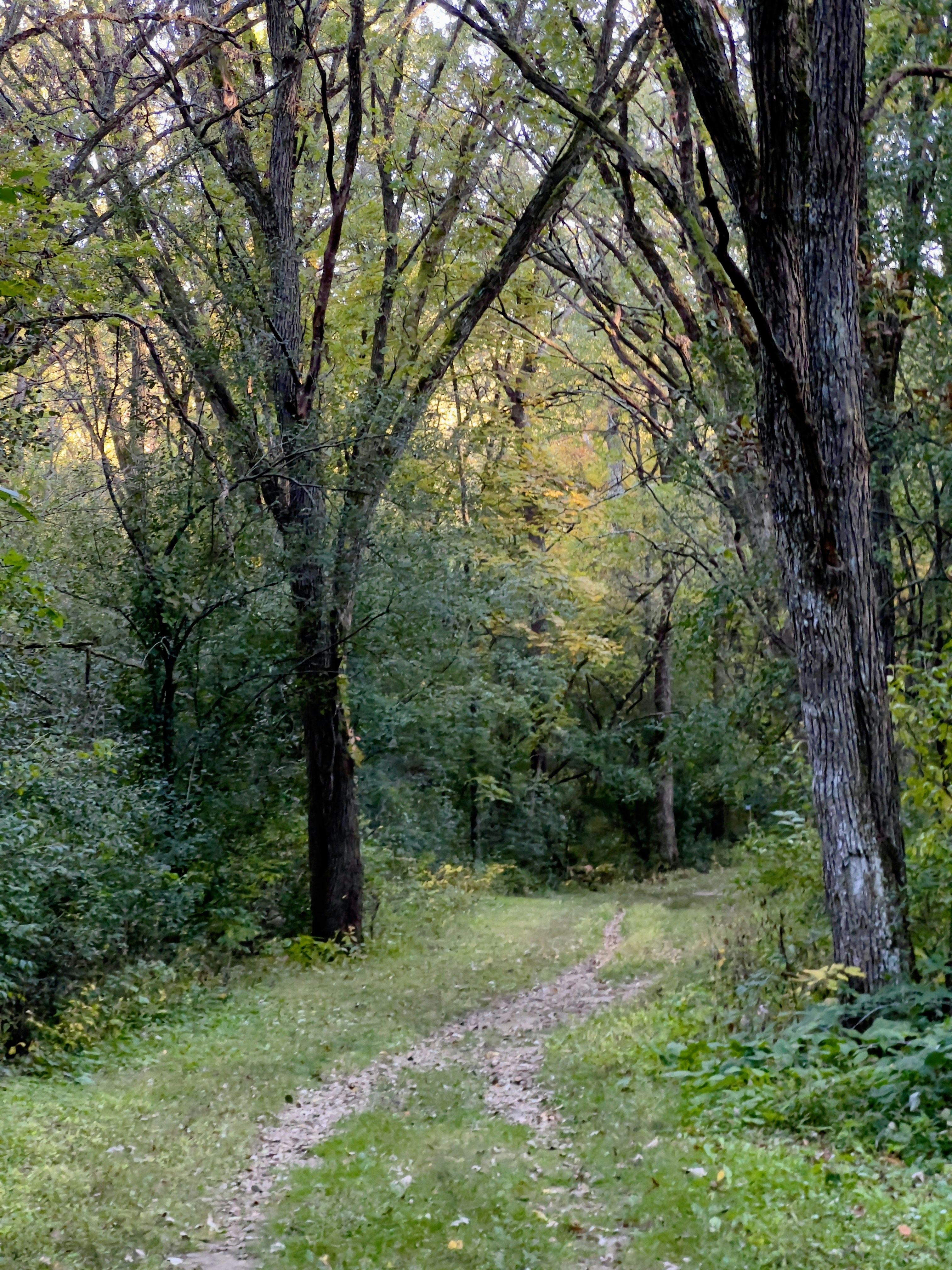 Photo by apaturairis