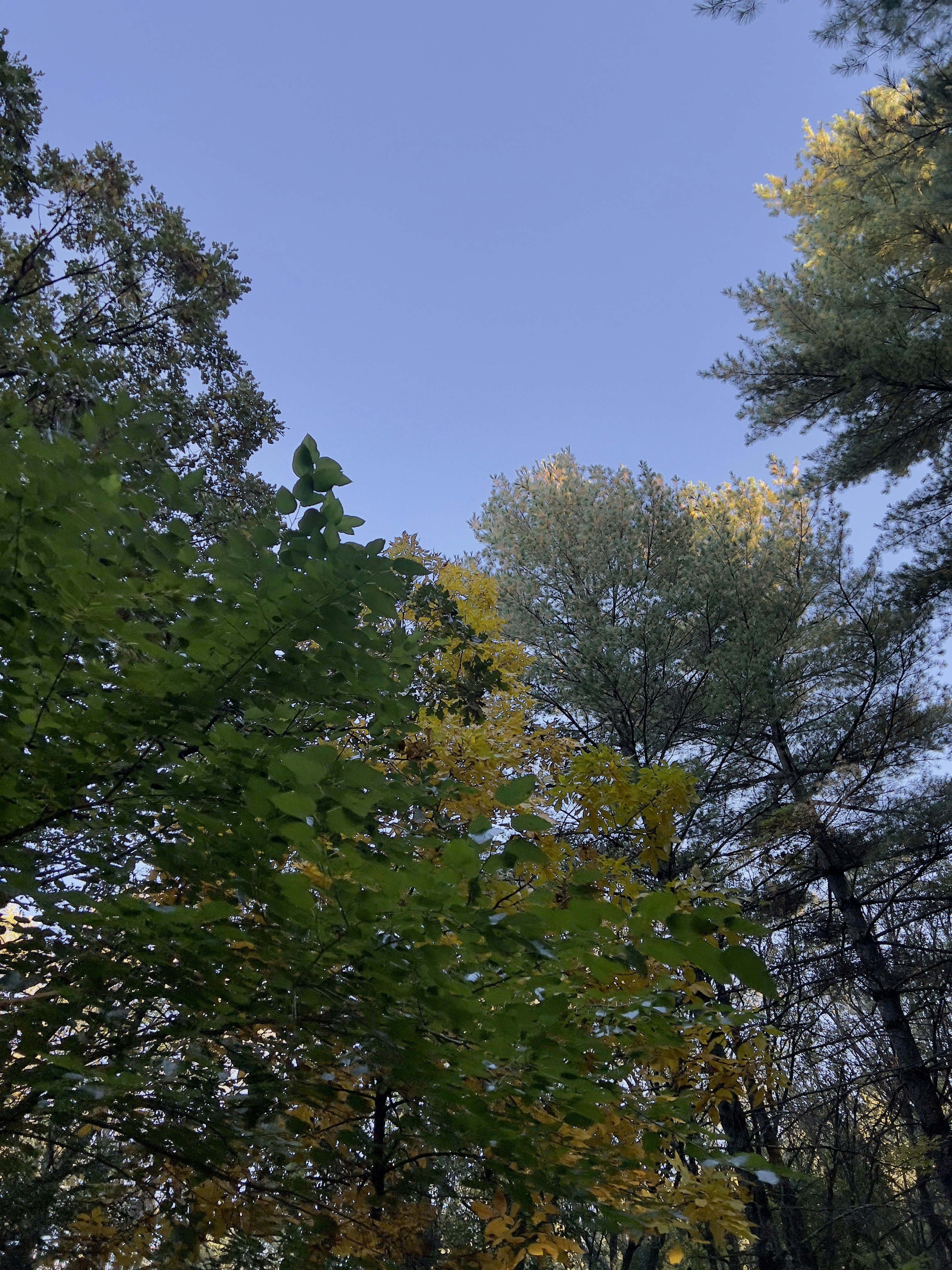 Photo by apaturairis