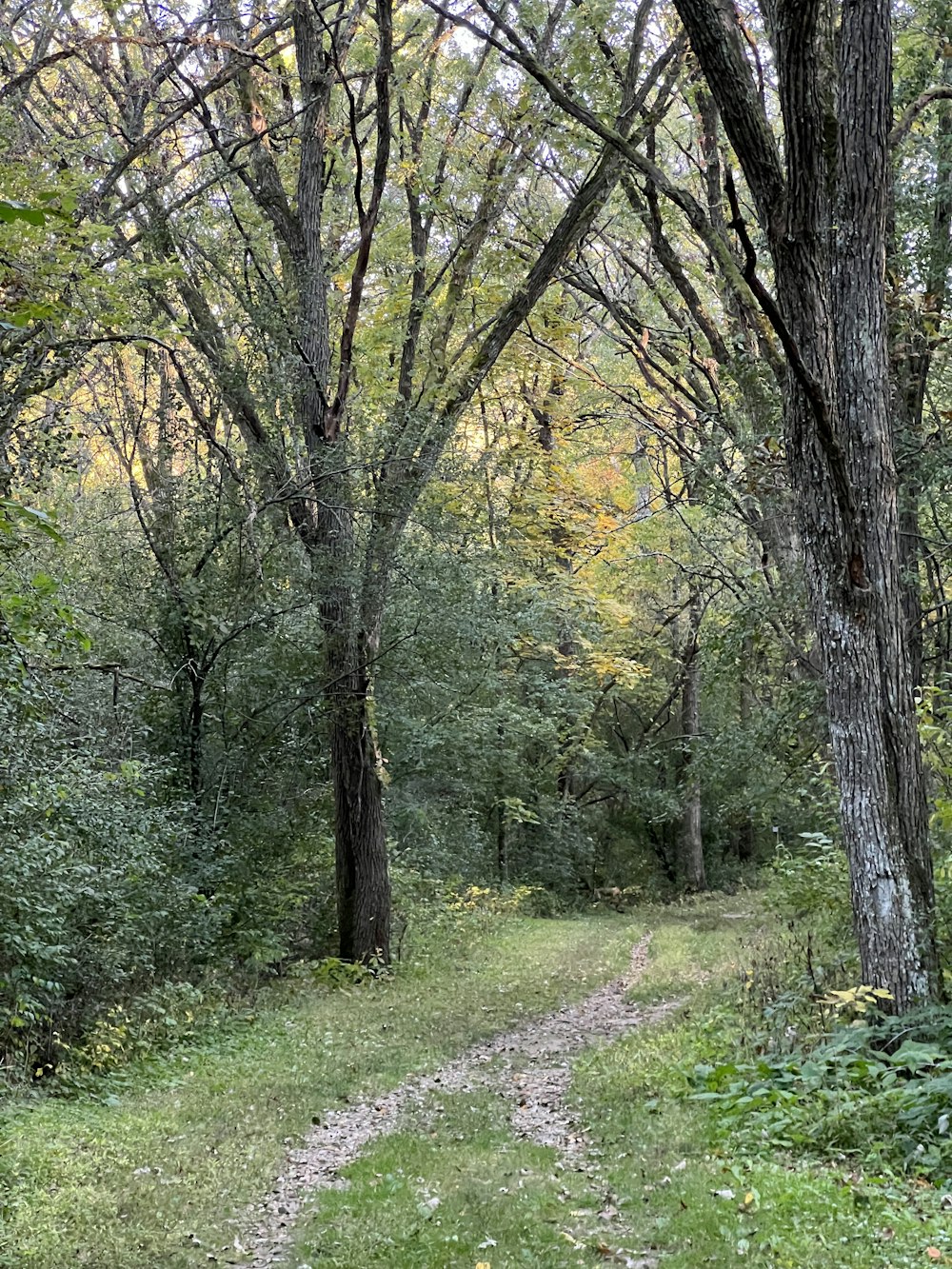 a dirt road in a forest