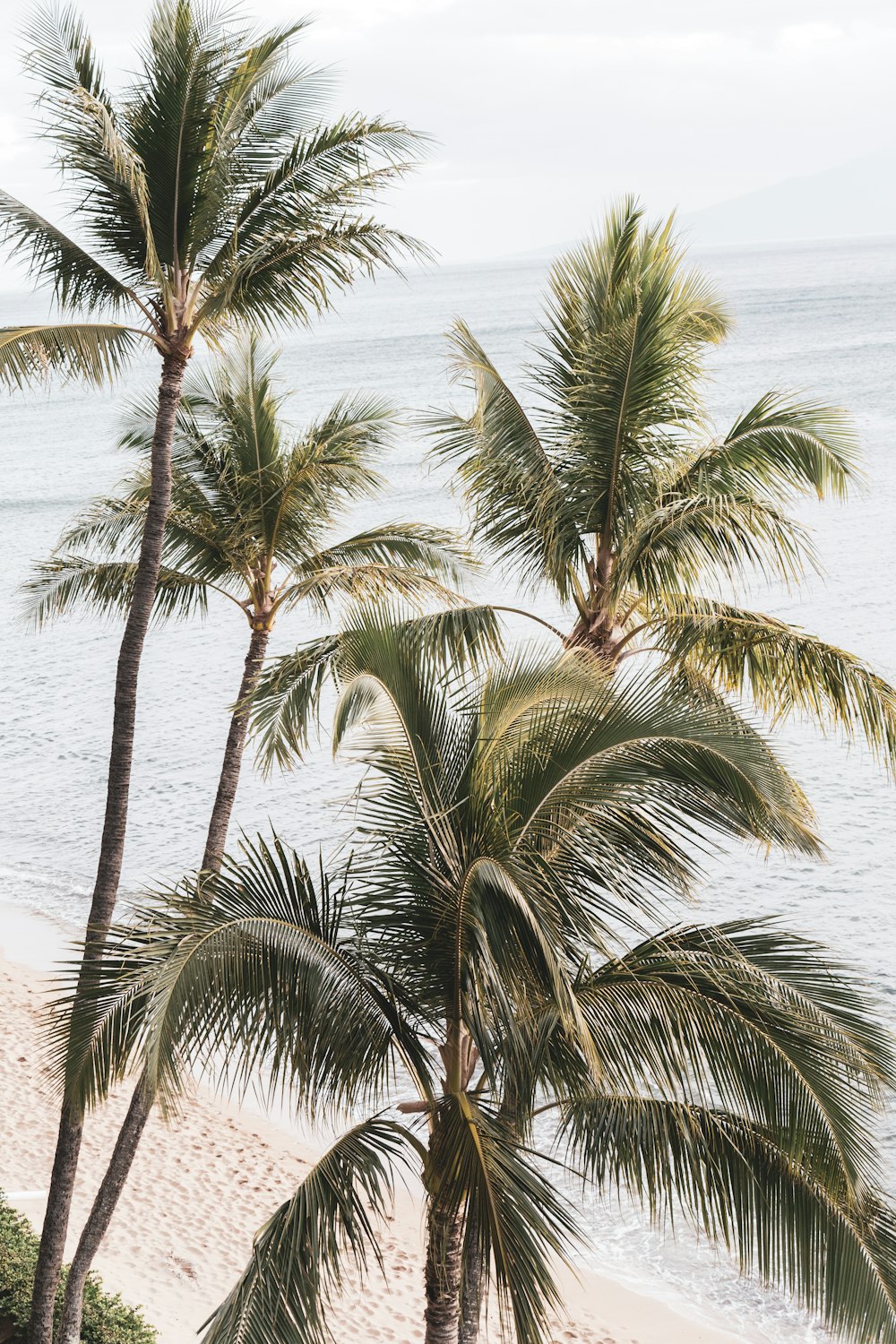 a group of palm trees on a beach