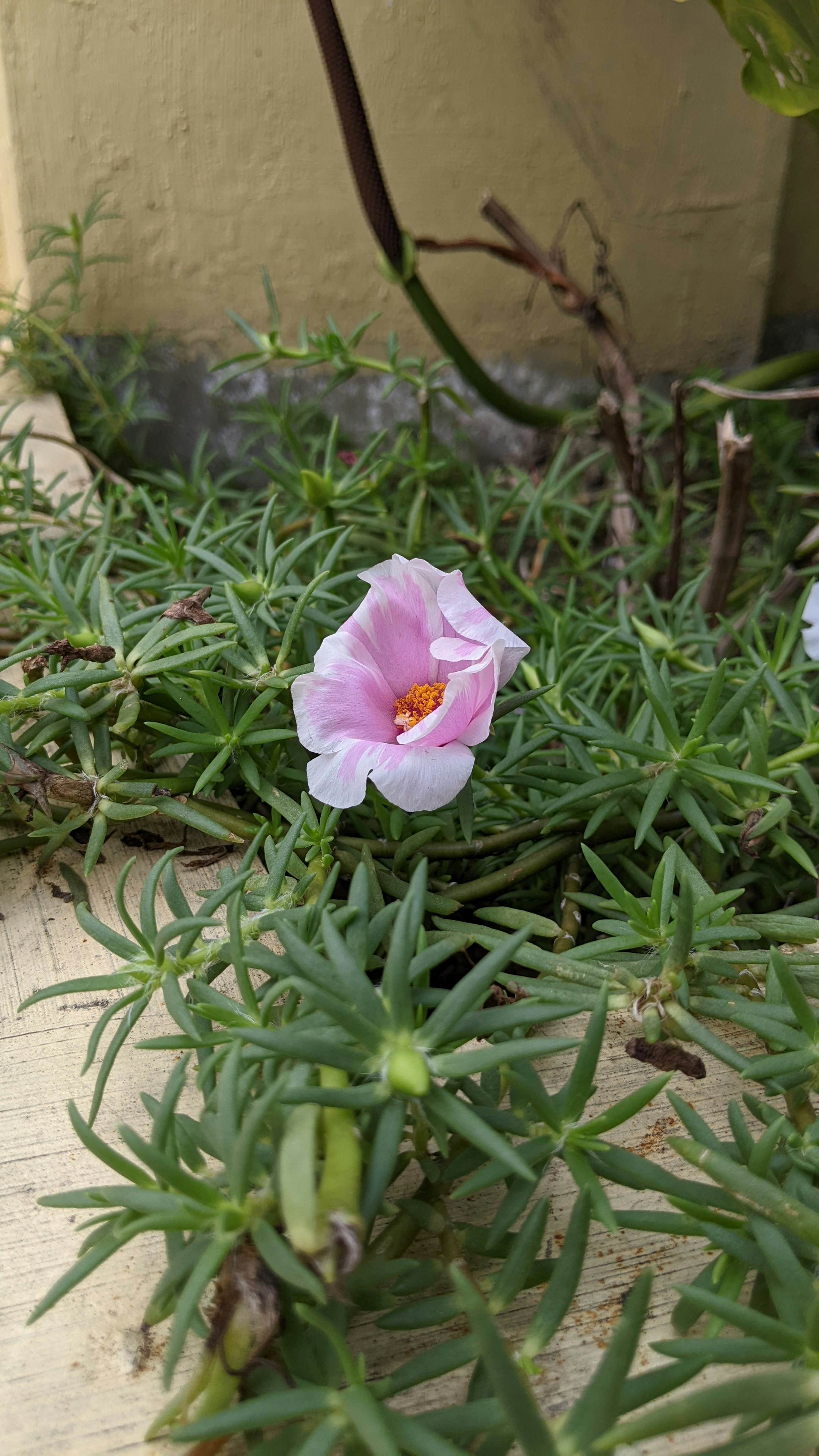 A flower in a plant photo – Free Plant Image on Unsplash