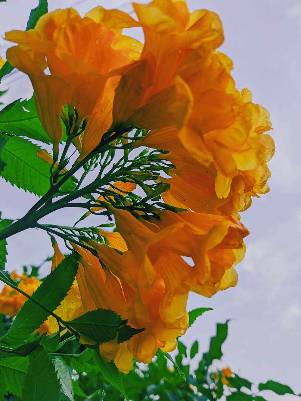 a group of yellow flowers