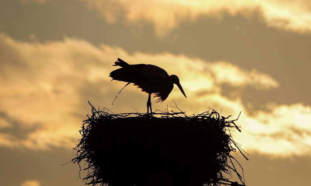 Un pájaro parado sobre una roca