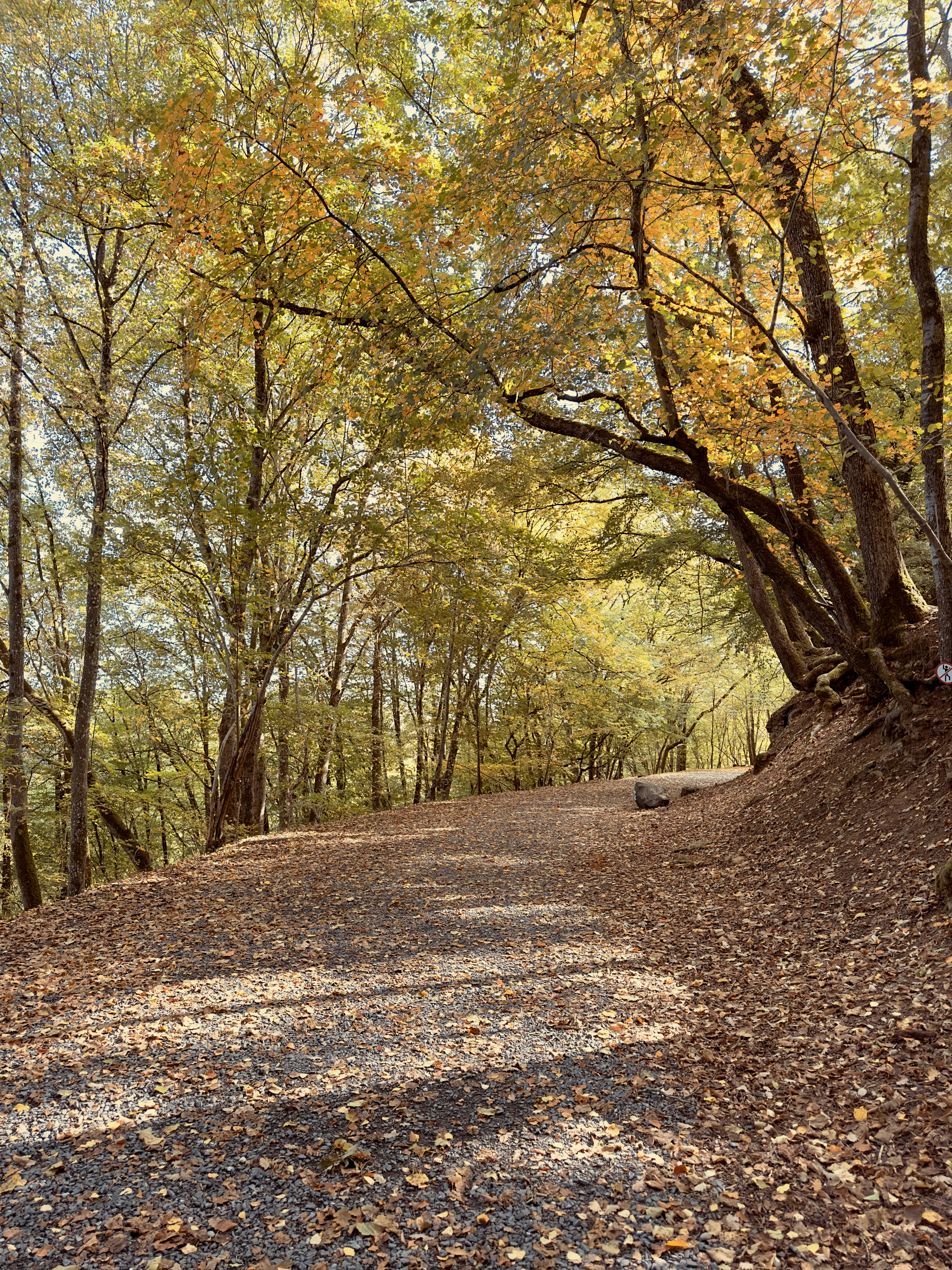 a dirt road with trees on either side of it