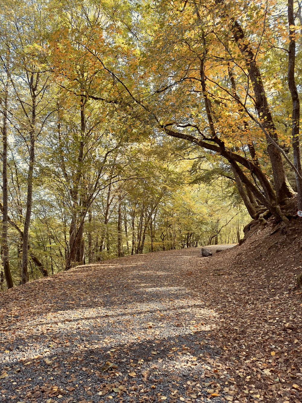 a dirt road with trees on either side of it