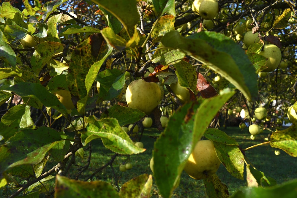 a tree with green leaves and fruit