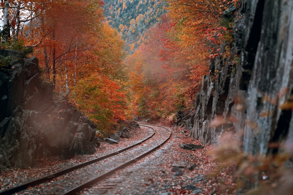 a railroad track with trees around it