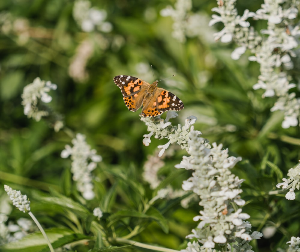 a butterfly on a flower