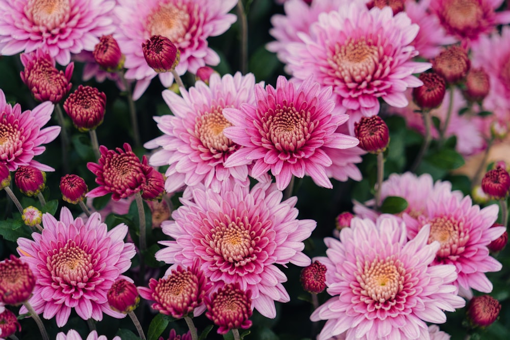 a group of pink flowers