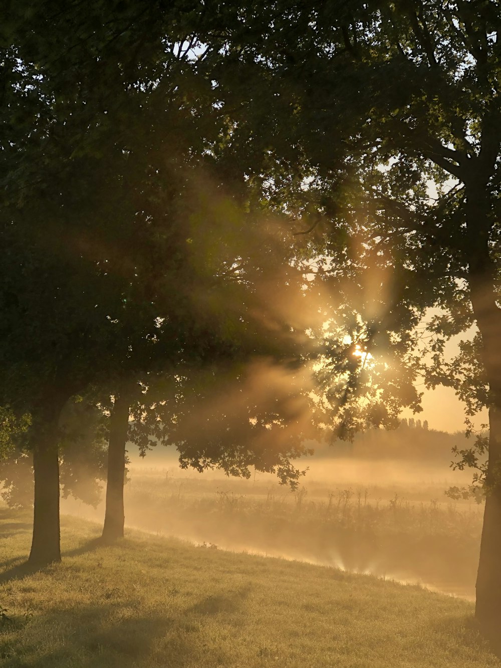 a foggy field with trees