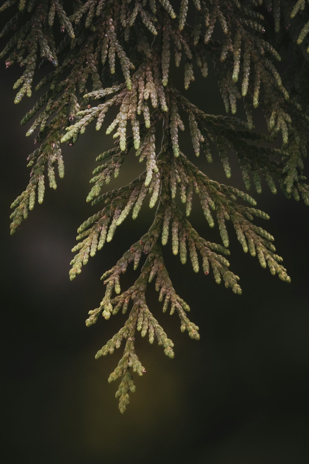 a close up of a tree