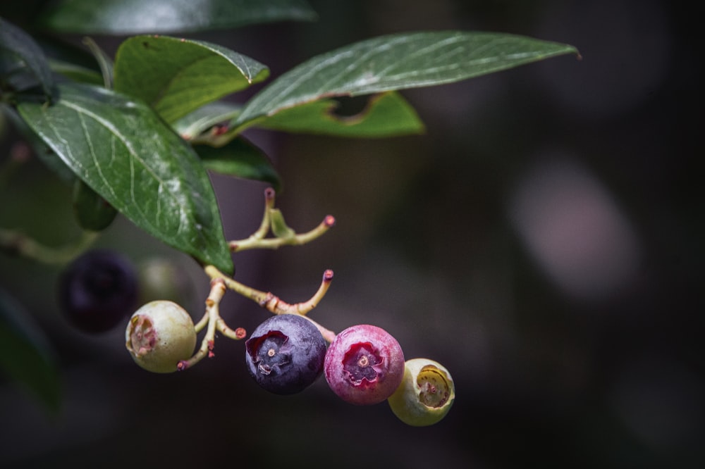 close up of fruit