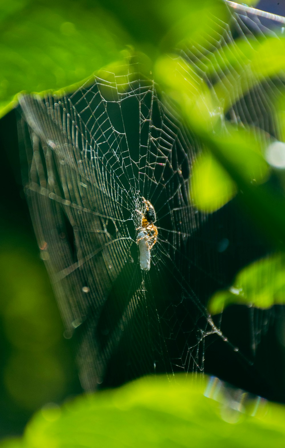 a spider on a web