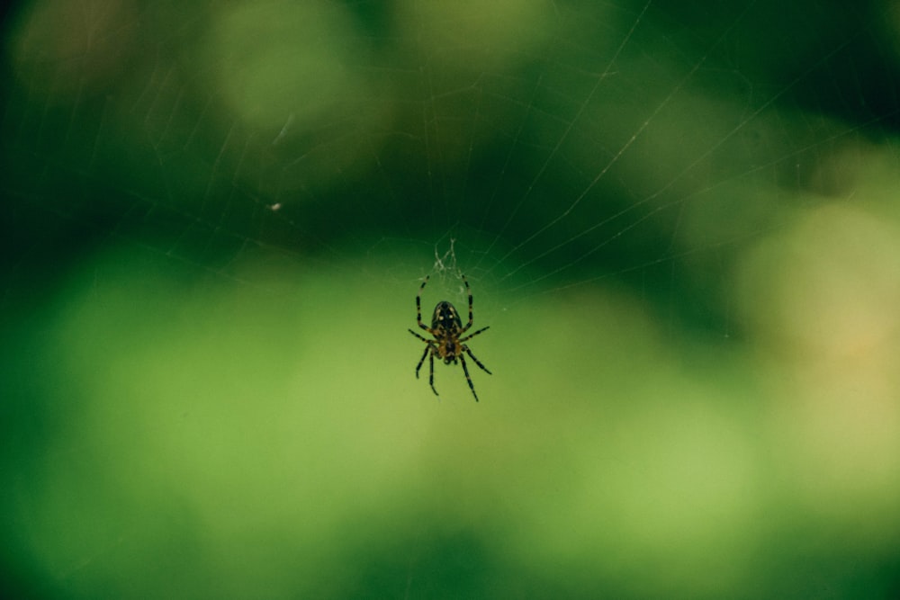 a spider on a web