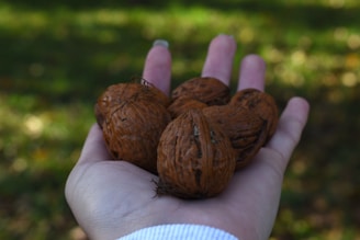 A hand is holding several walnuts. The background is blurred, suggesting an outdoor setting with green grass or foliage. The lighting appears natural, giving the walnuts a warm hue.
