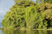 a body of water with trees around it