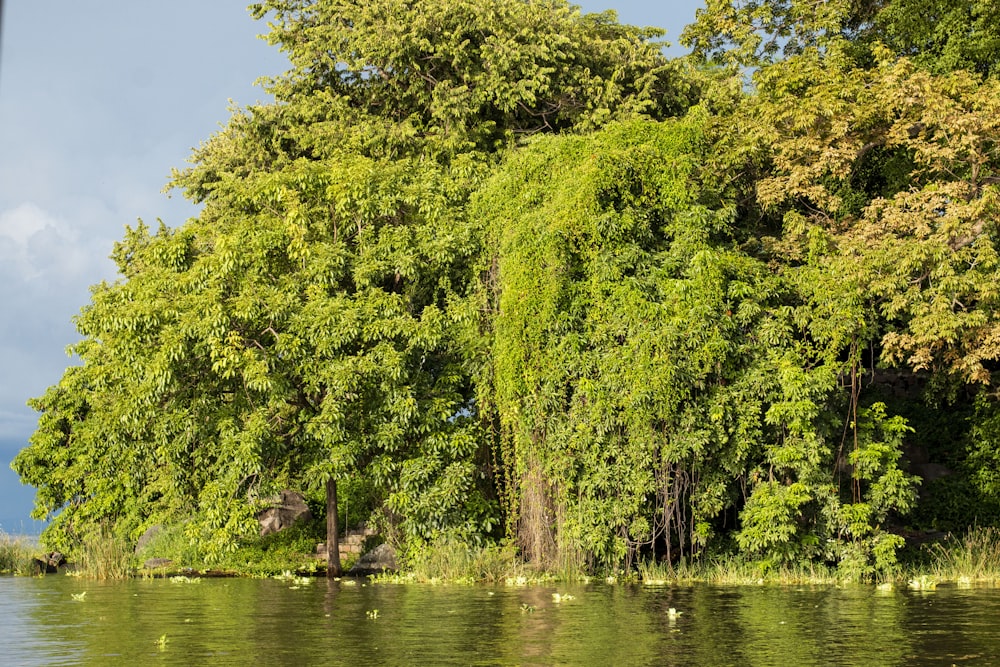 a body of water with trees around it