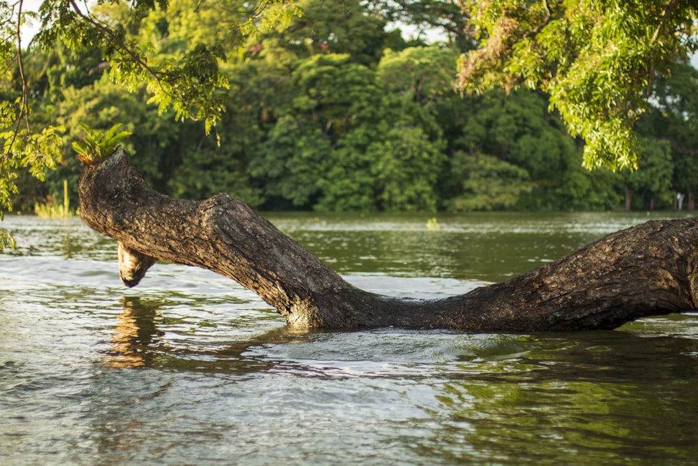 a tree trunk in the water