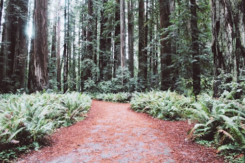 A forest path lined with ferns and tall trees extending towards the sky. The path is covered with fallen leaves and has a reddish-brown color. The trees have thick trunks and are surrounded by lush green foliage, creating a serene and natural environment.