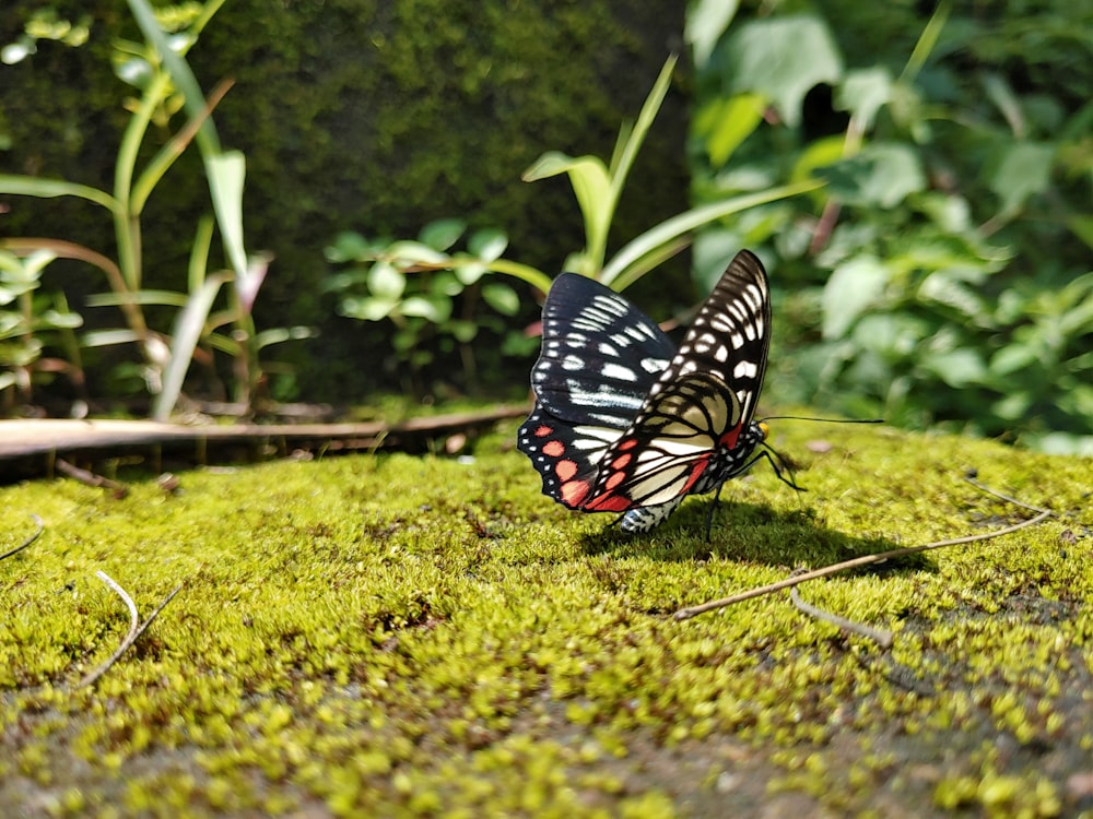 a butterfly on a rock