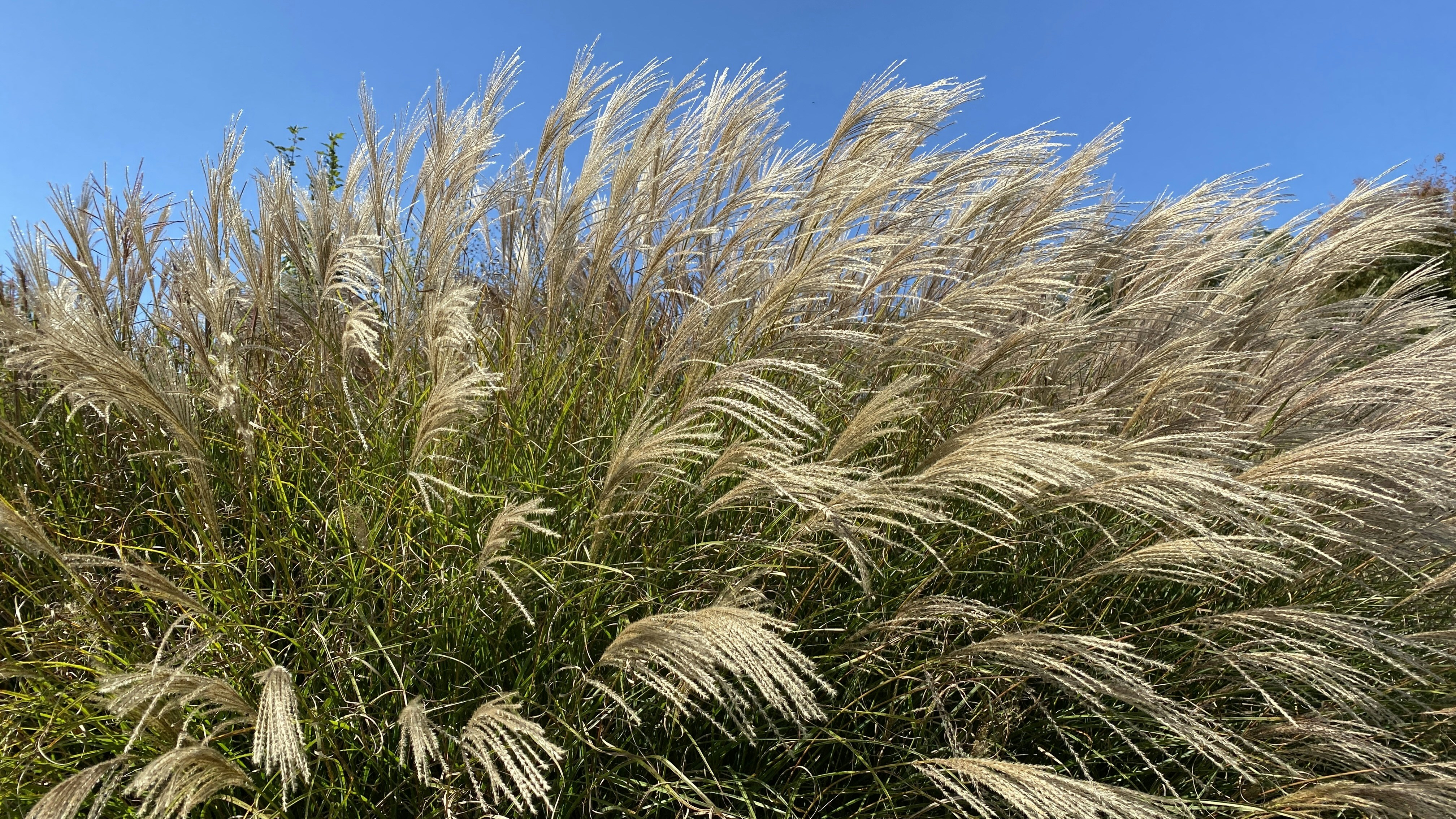 a field of wheat