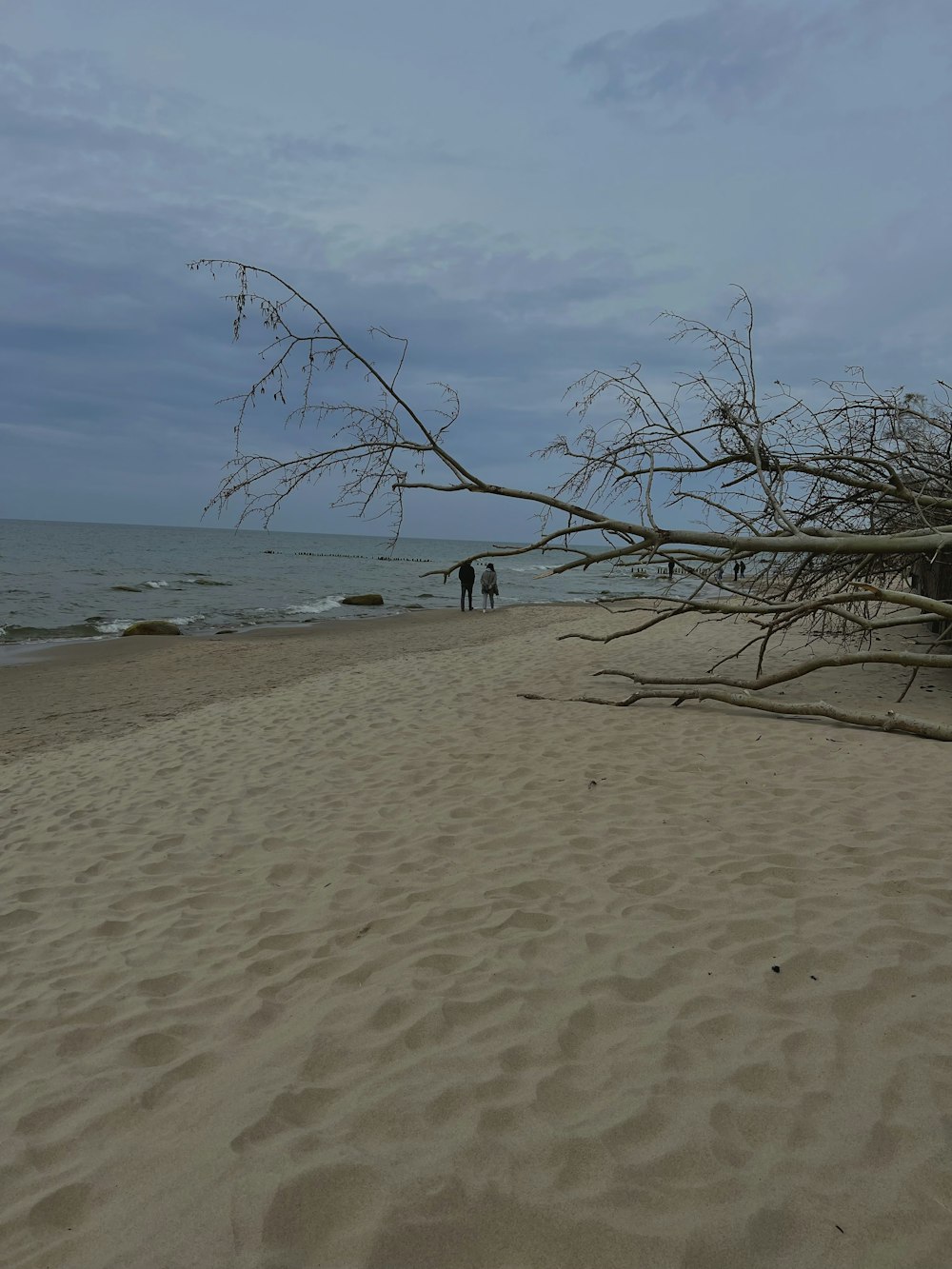 Un arbre sur une plage