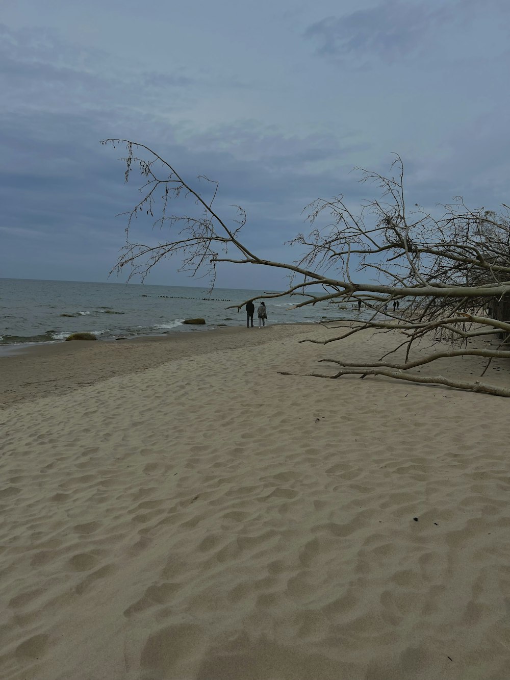 a tree on a beach