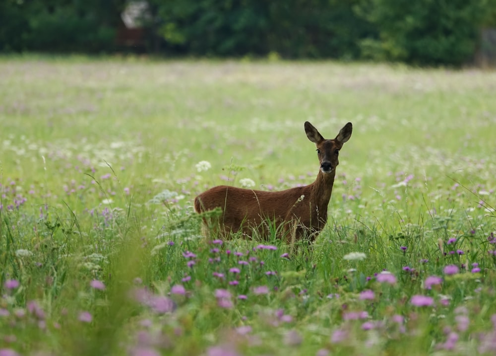 a deer lying in a field of flowers