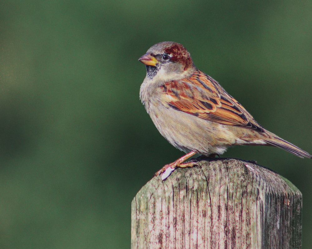 a bird on a stump