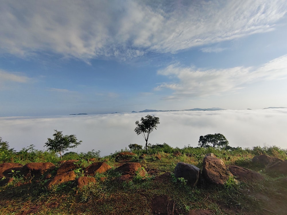 a rocky area with trees in the background