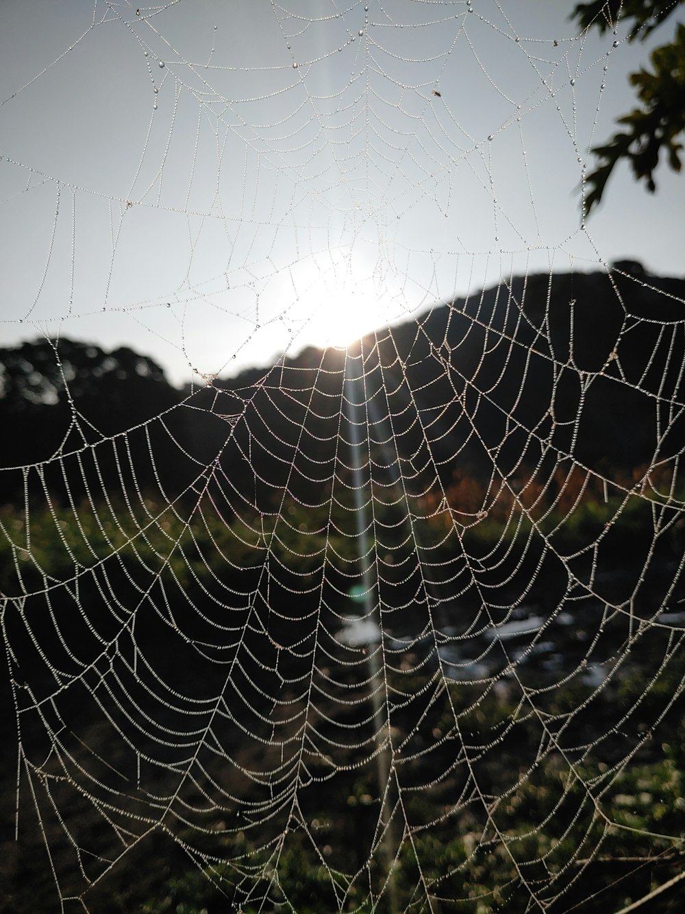 a spider web with a spider web